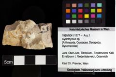 Foto (Objket + Etiketten) von Cyclothyreus sp. 